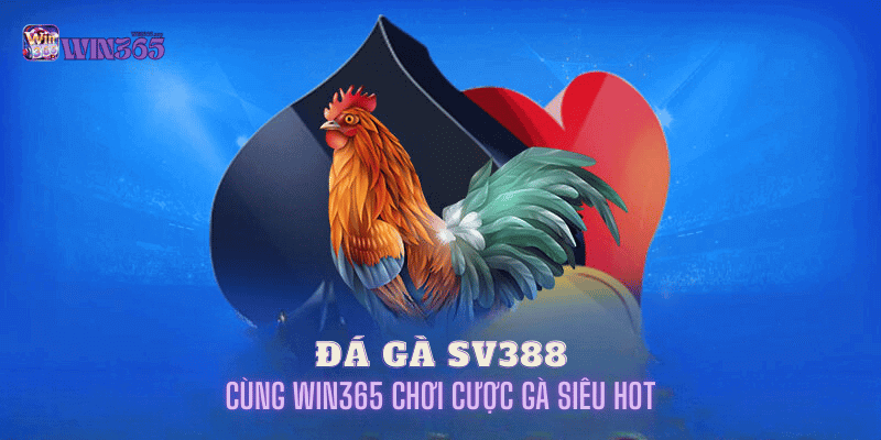 đá gà sv388 tại win365